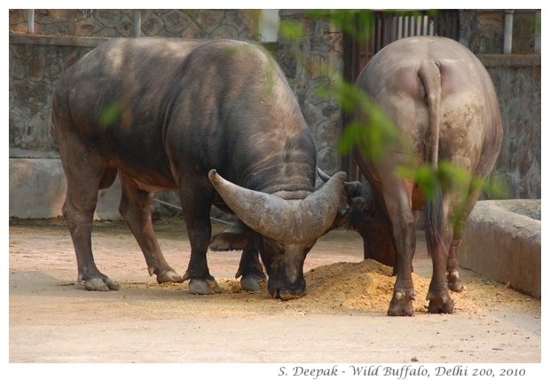 Wild buffaloes, Delhi zoo, India