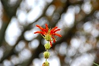 Flowers from South Africa