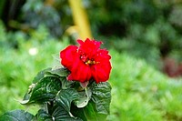 Flowers from South Africa