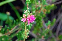 Flowers from South Africa