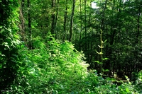 Forest in Carolla (Schio), Italy